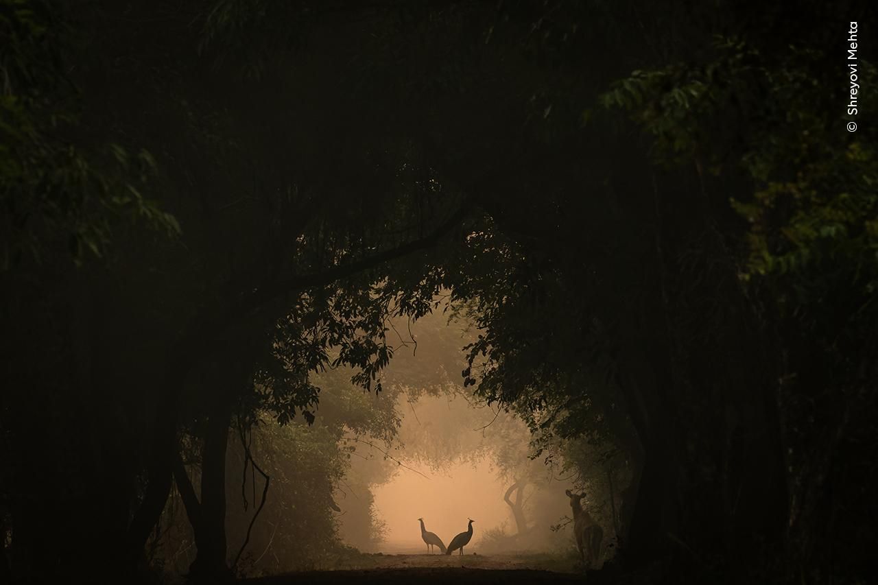 © Shreyovi Mehta, Wildlife Photographer of the Year