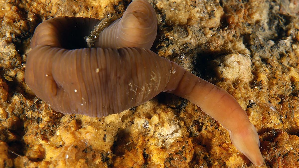 Imagen de 'Pararosa vigarae', la nueva especie de gusano descrita