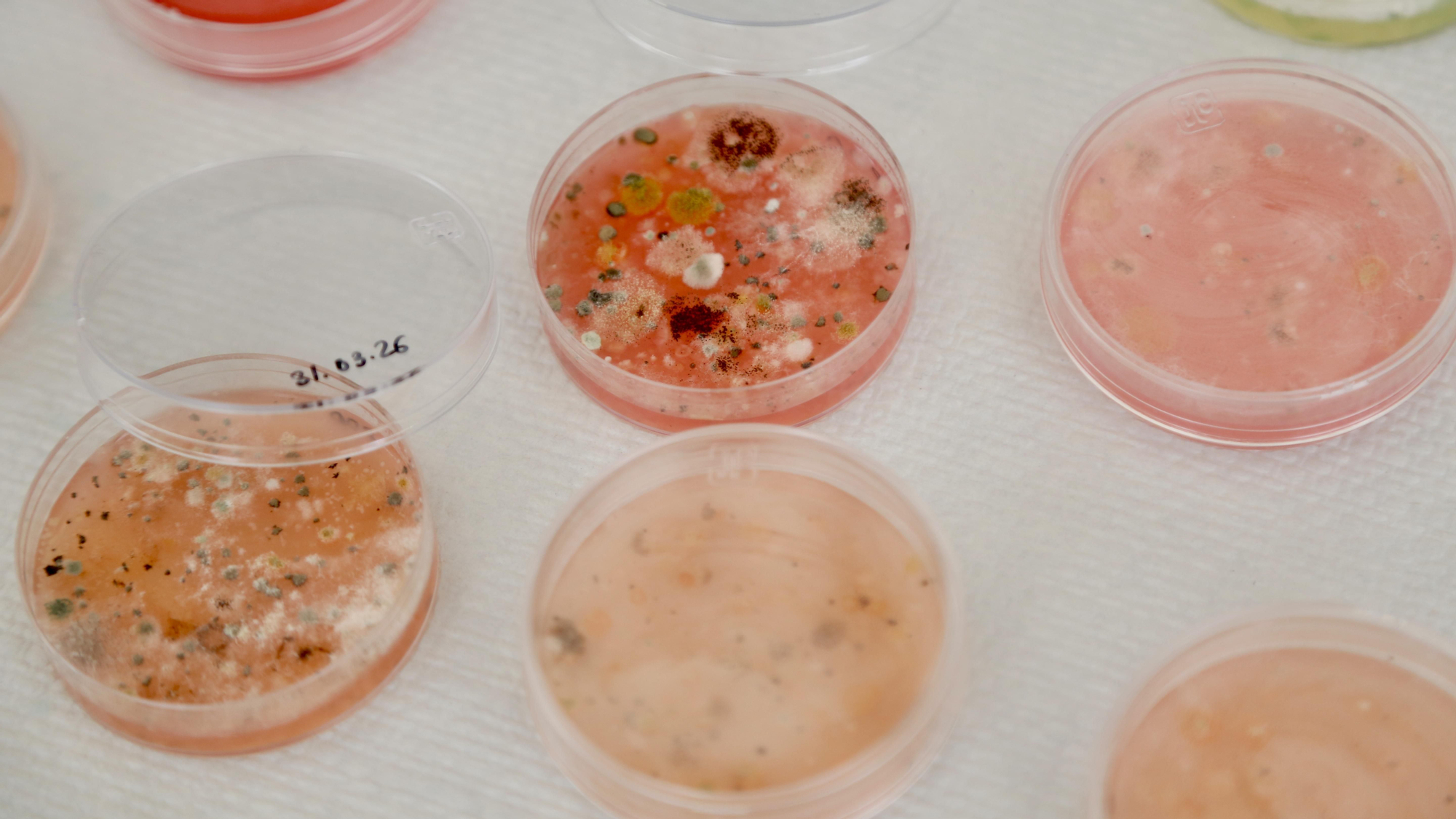 Paseo por la Ciencia 2026