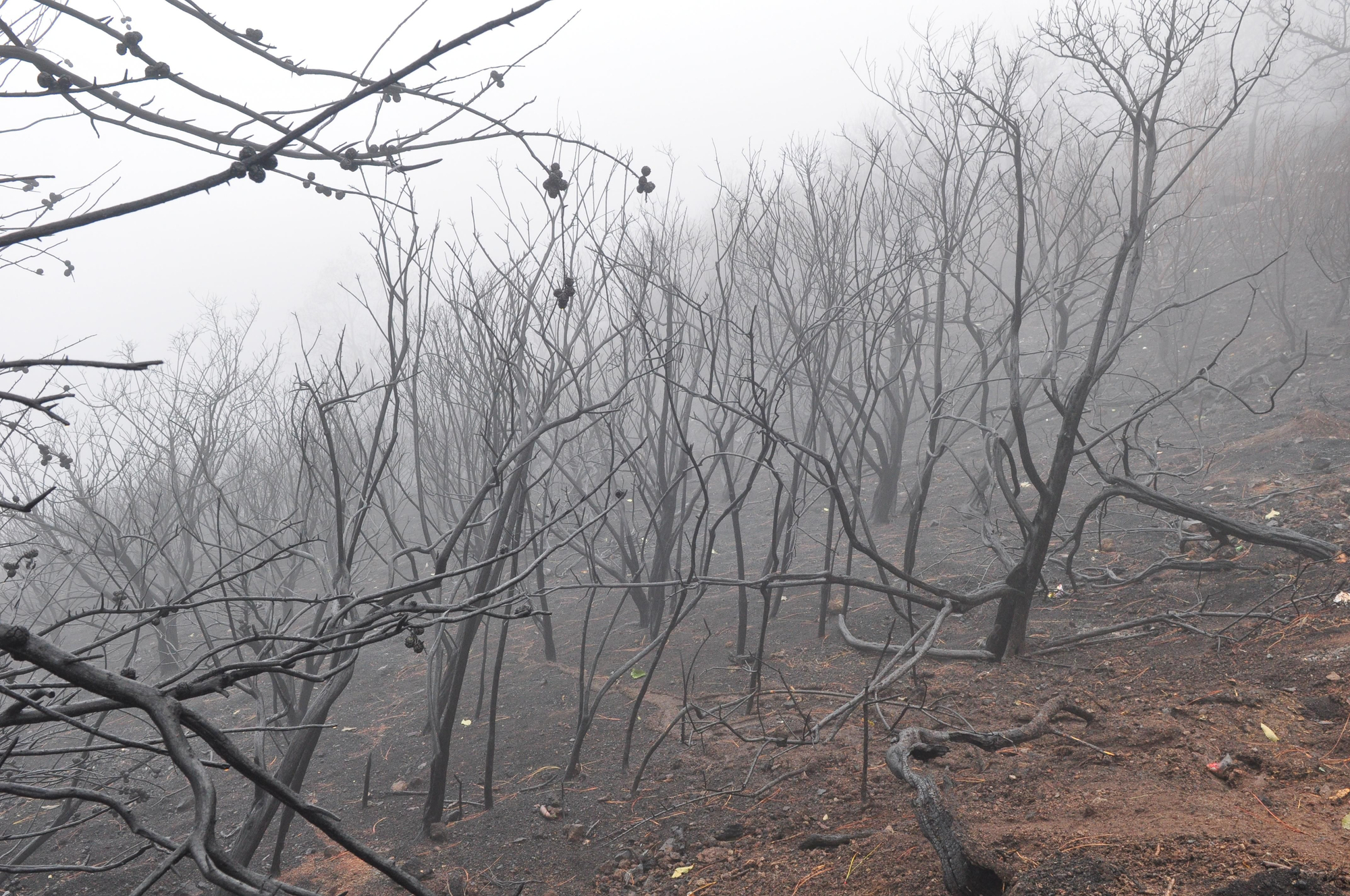 Efectos del incendio en la Cruz de Tejeda. (ÁNGEL SARMIENTO)