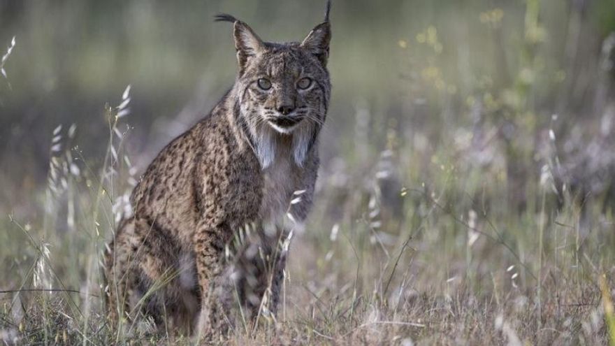 Denuncian el deterioro del cerramiento de la N-420 que "provoca atropellos mortales de linces"