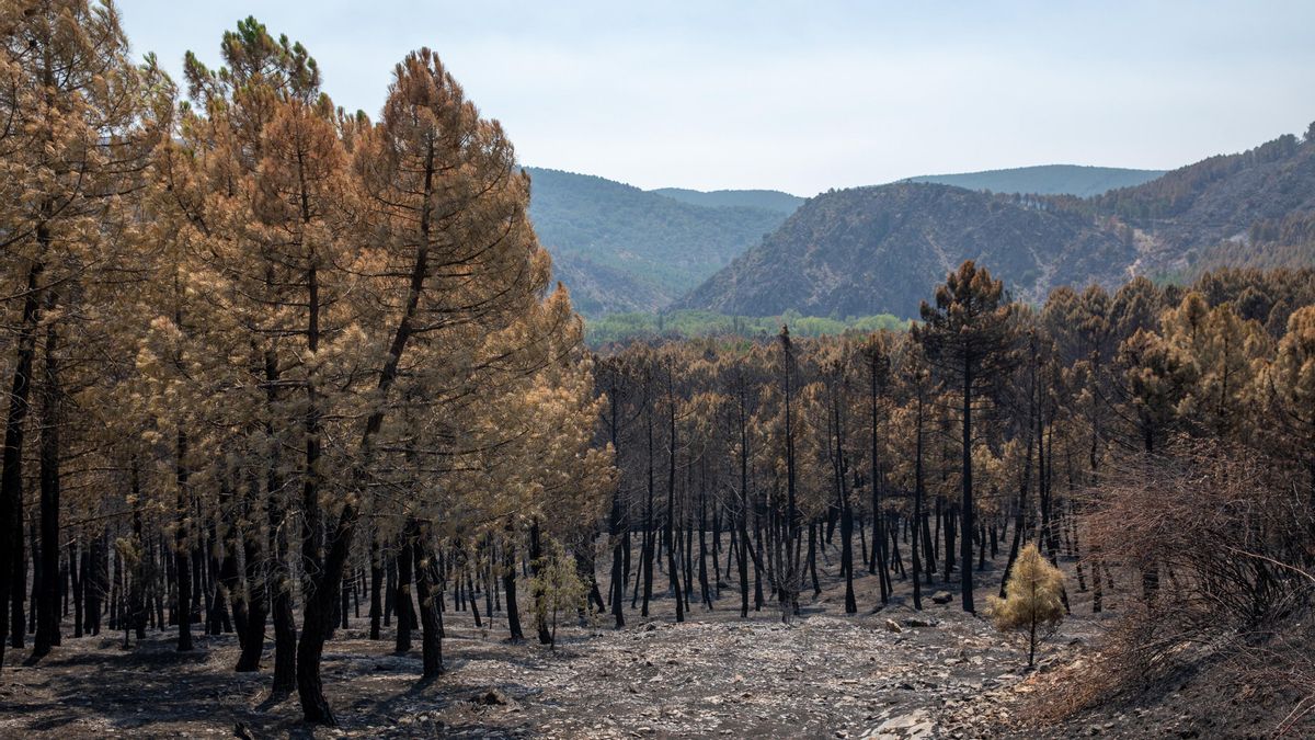 BBVA y Caixabank activan líneas de financiación para apoyar a los afectados por el incendio de La Mierla