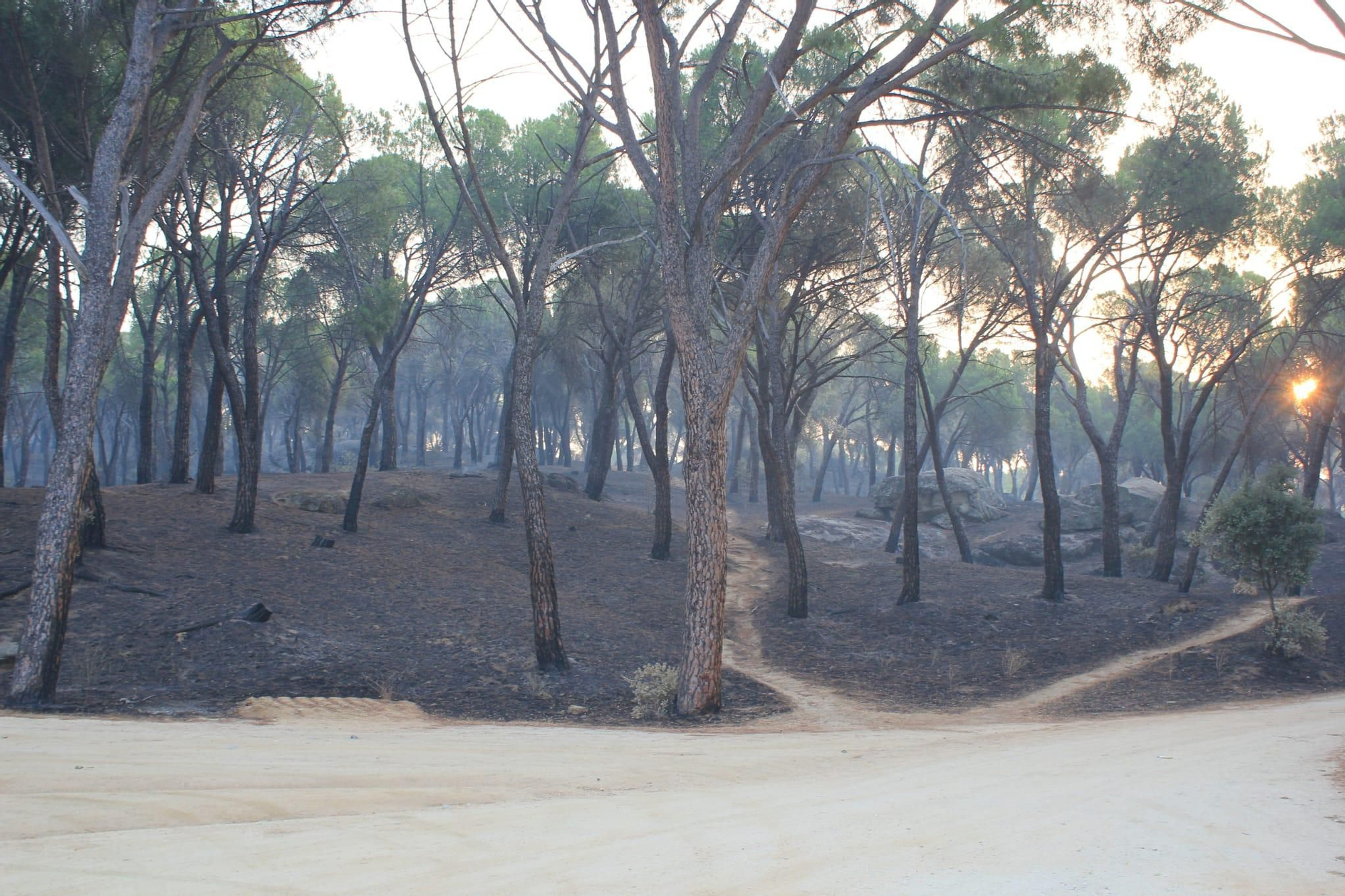 El bosque que escolta el camino de la estación, calcinado tras el incendio de Pelayos de la Presa