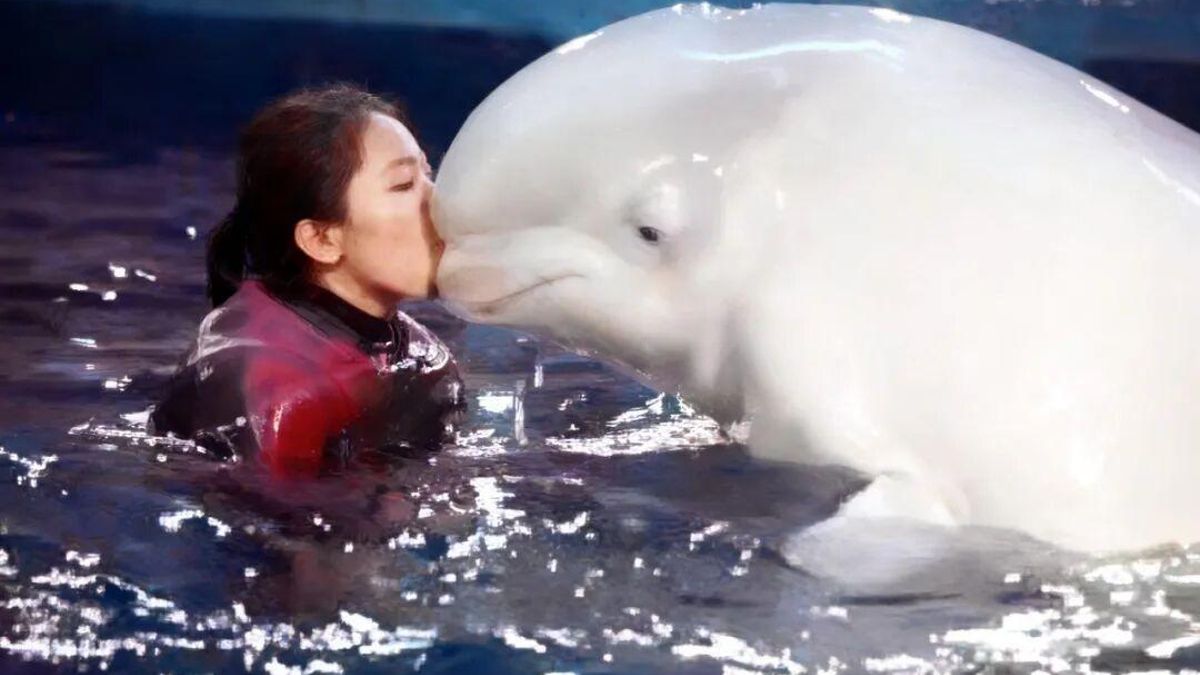 De entrenar cetáceos a defender sus derechos