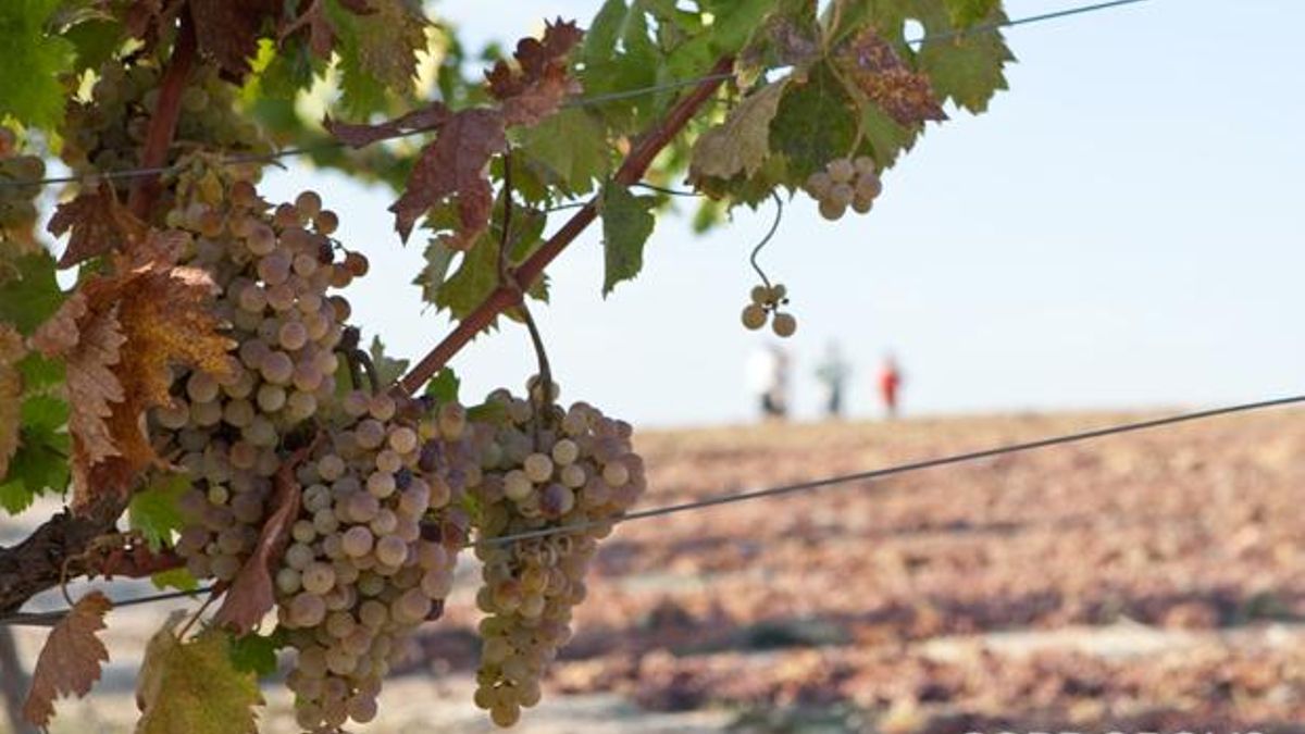 Uvas antes de la vendimia