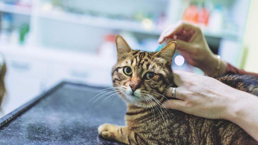 Pipeta, collar o pastillas antiparasitarias: cuál es mejor para perros y gatos según los veterinarios