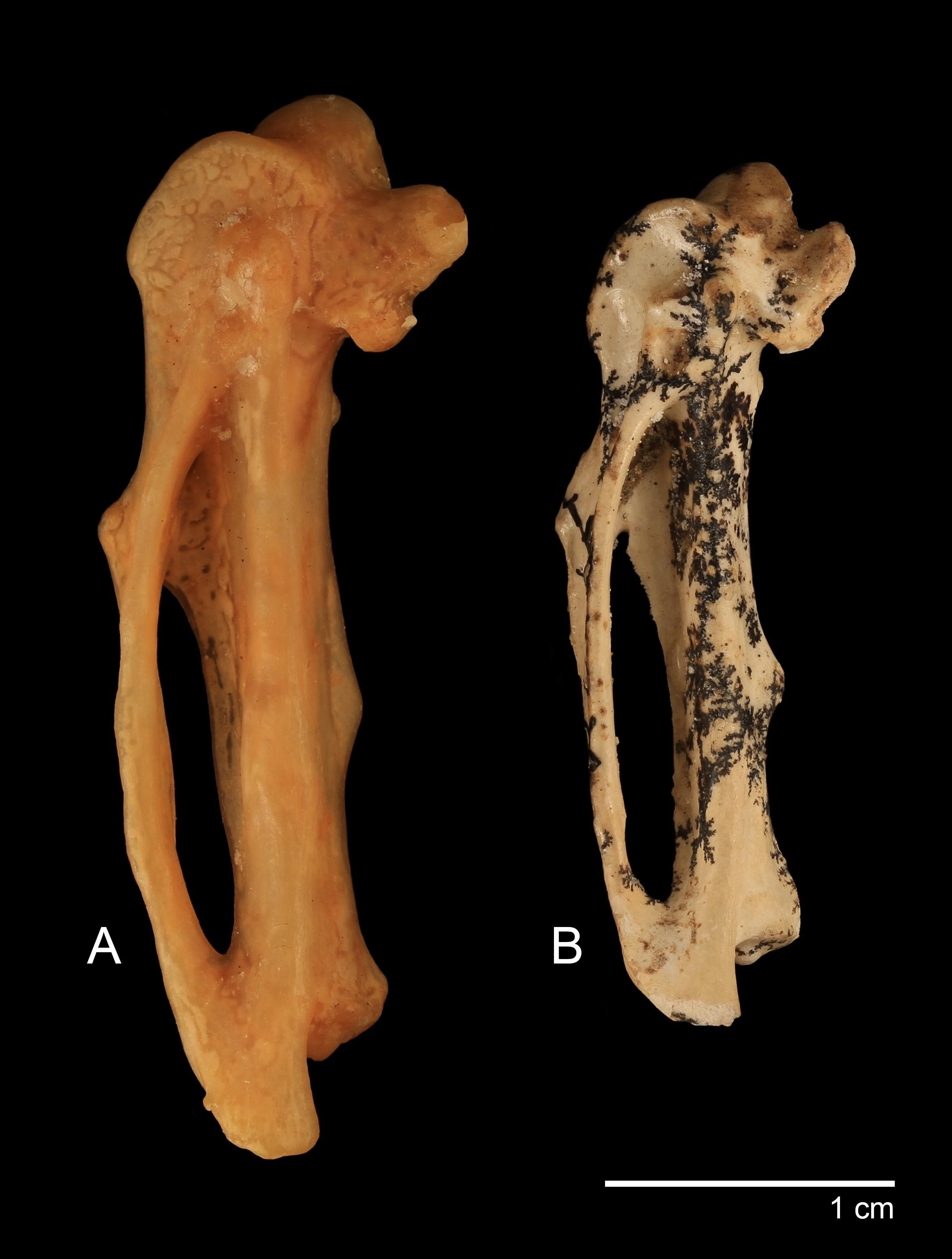 Restos fósiles de una gran ave no voladora extinta se han descubierto en el Parque Nacional Boodjamulla, Queensland
