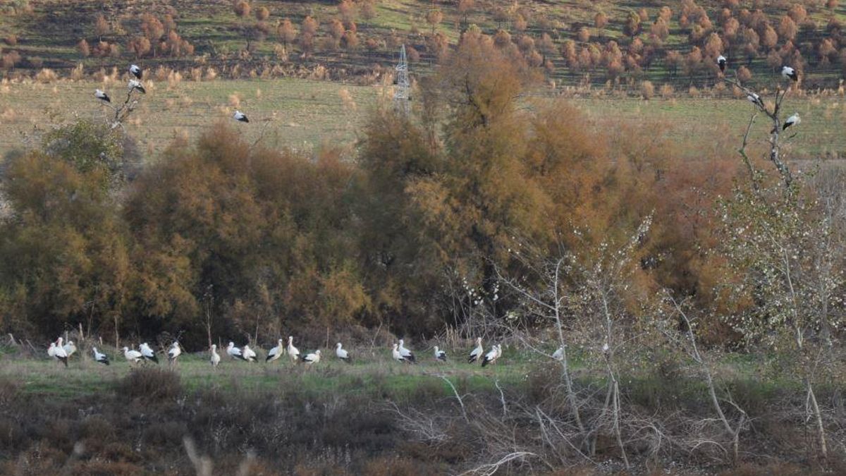 Cigüeñas blancas en Toledo
