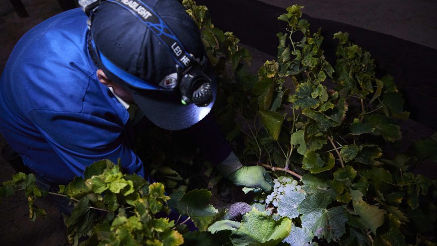 Recogida de la uva en las primeras horas del día.