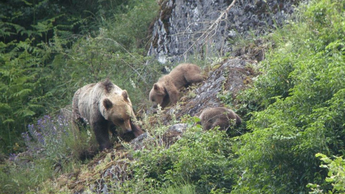 El cambio climático ya altera el comportamiento del oso pardo en la cordillera cantábrica