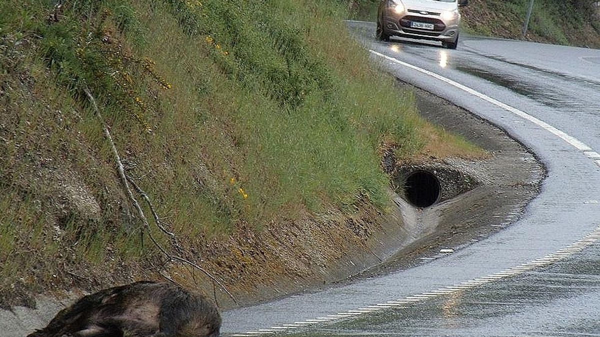 La presencia de jabalís en la carretera causa dos accidentes en carreteras de la provincia de León