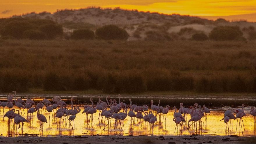 Sin novedad en el frente: el acuífero de Doñana va a peor y sigue perdiendo agua