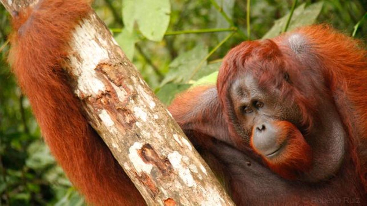 La barrera invisible entre Asia y Oceanía que los animales nunca atraviesan