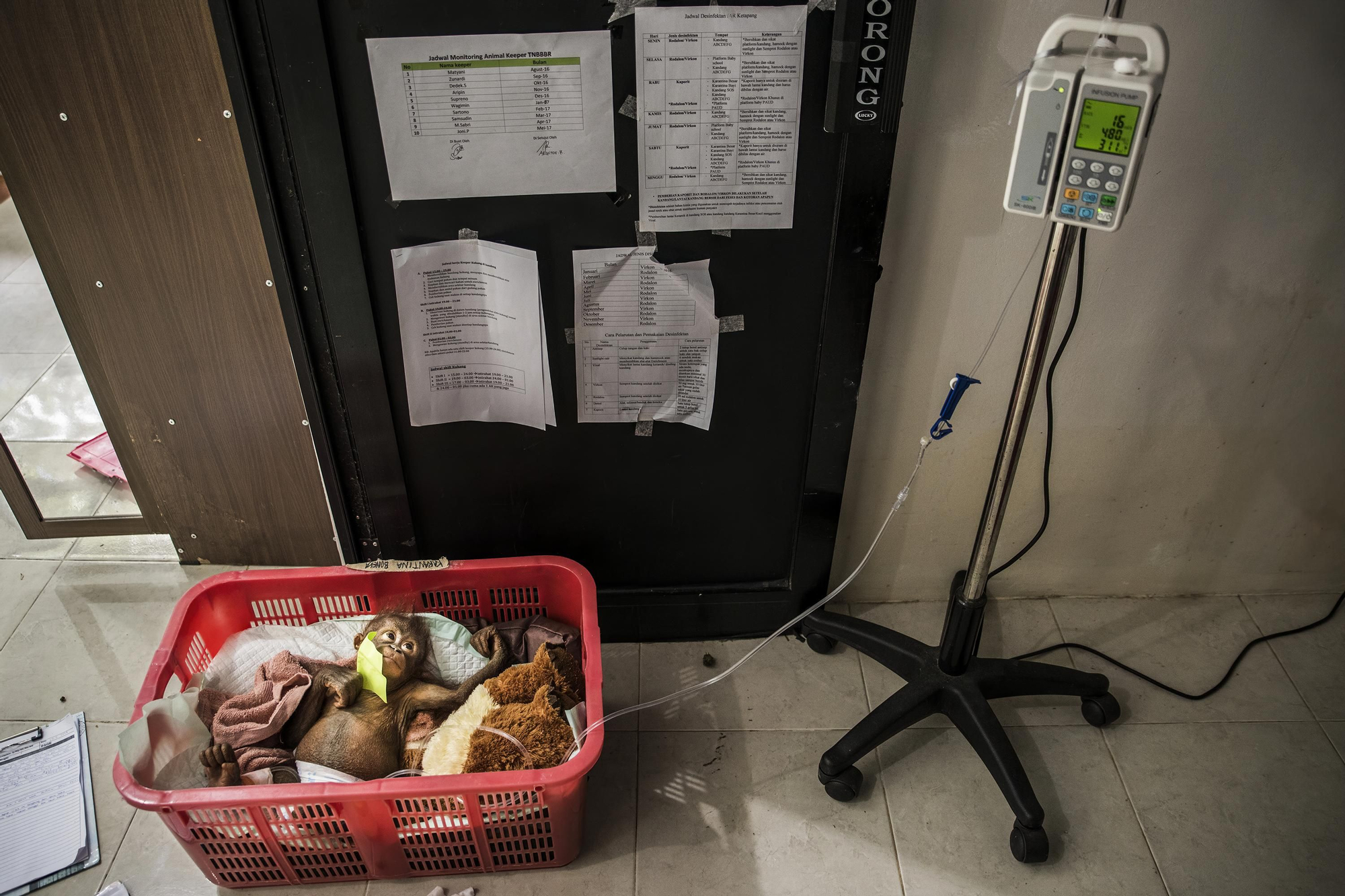 Hidden Stories expone las historias de seres vivos desterrados de su hábitat debido a la colonización del ser humano sobre el ecosistema.