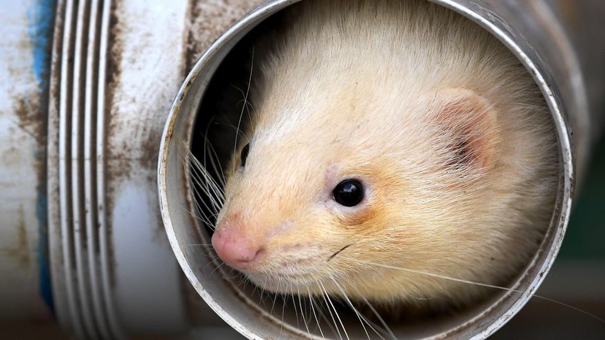 Ha remarcado que "muchas" de las enfermedades emergentes "pueden comenzar en la fauna salvaje" y dar el salto a especies como los humanos. EFE/JOE CASTRO/Archivo