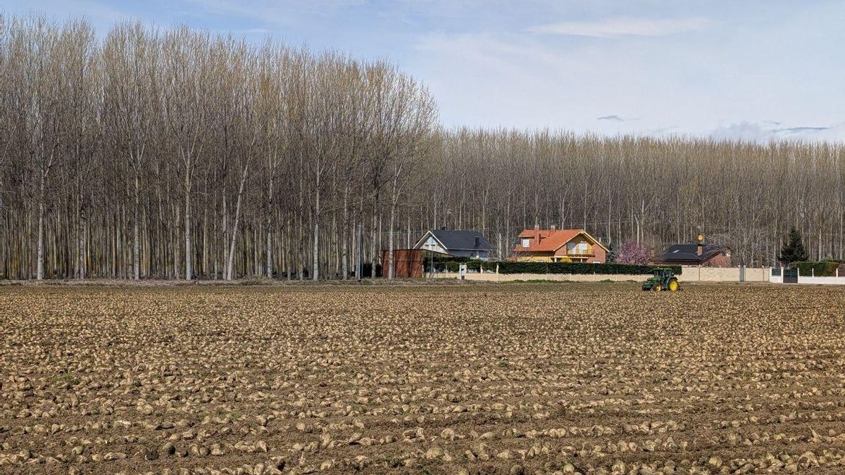 Recogida de remolacha a las afueras de La Bañeza.