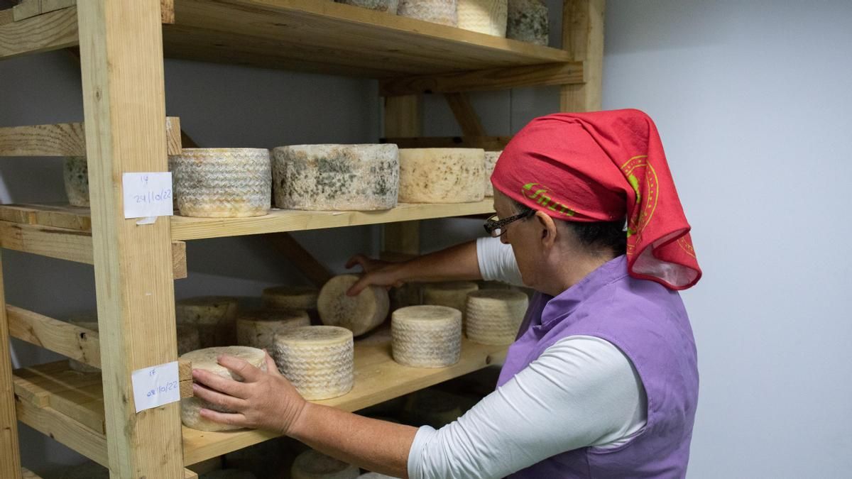 Concha mueve los quesos para su maduración en la quesería La Caperuza, a 9 de noviembre de 2022, en Bustarviejo, Madrid