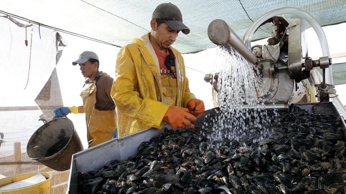El cambio climático obliga a repensar las técnicas de cultivo de la clóchina valenciana