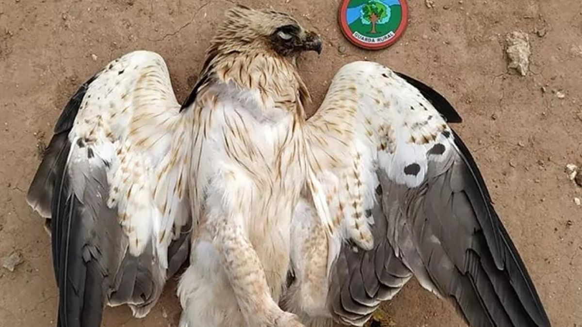 Confirmado un caso de gripe aviar en un águila hallada en la provincia de Salamanca