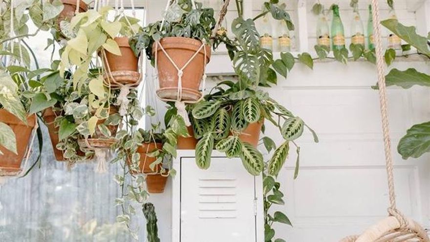 Plantas de interior en colgadores de cuerda