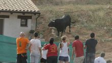 Encierros en Brihuega (Guadalajara) / Facebook Encierros por el Campo