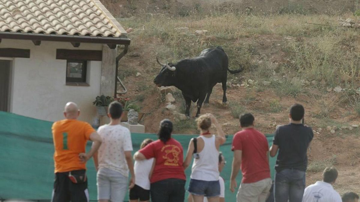 Encierros en Brihuega (Guadalajara) / Facebook Encierros por el Campo