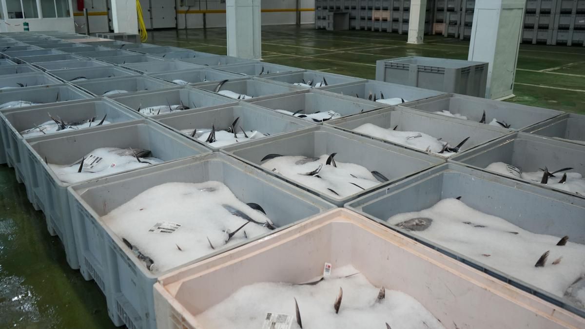 La flota vasca ha pescado en lo que va de año 7.100 toneladas de bonito del norte, el 60% de las capturas estatales