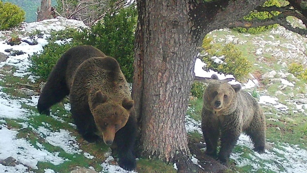 Trepador, el primer osezno nacido en Aragón en medio siglo, sobrevive a la hibernación