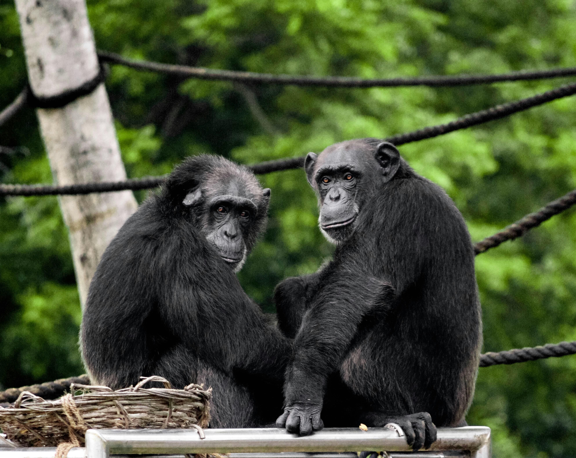 Chimpancés