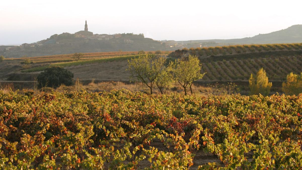 Paisaje del viñedo en otoño en Briones