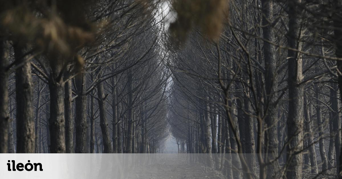 El reto tras la peor ola de incendios: recuperar el territorio implicando a los vecinos