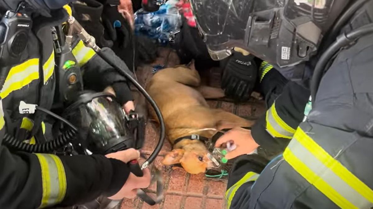 Un perro salvado in extremis y seis gatos fallecidos en un incendio de Ciudad Lineal sin personas heridas