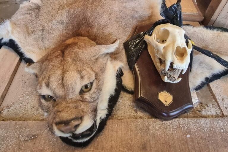 Extendido en el suelo, el cuero taxidermizado de un puma es expuesto por sus cazadores. El hallazgo de sitios donde se conservan este tipo de trofeos no está sistematizado en Argentina.
