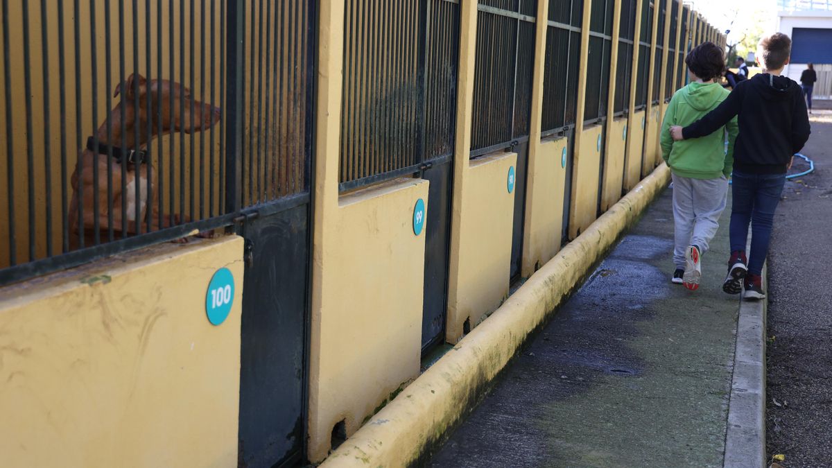 UGT convoca vaga indefinida a la gossera de Son Reus davant la "greu precarietat laboral i manca de seguretat"