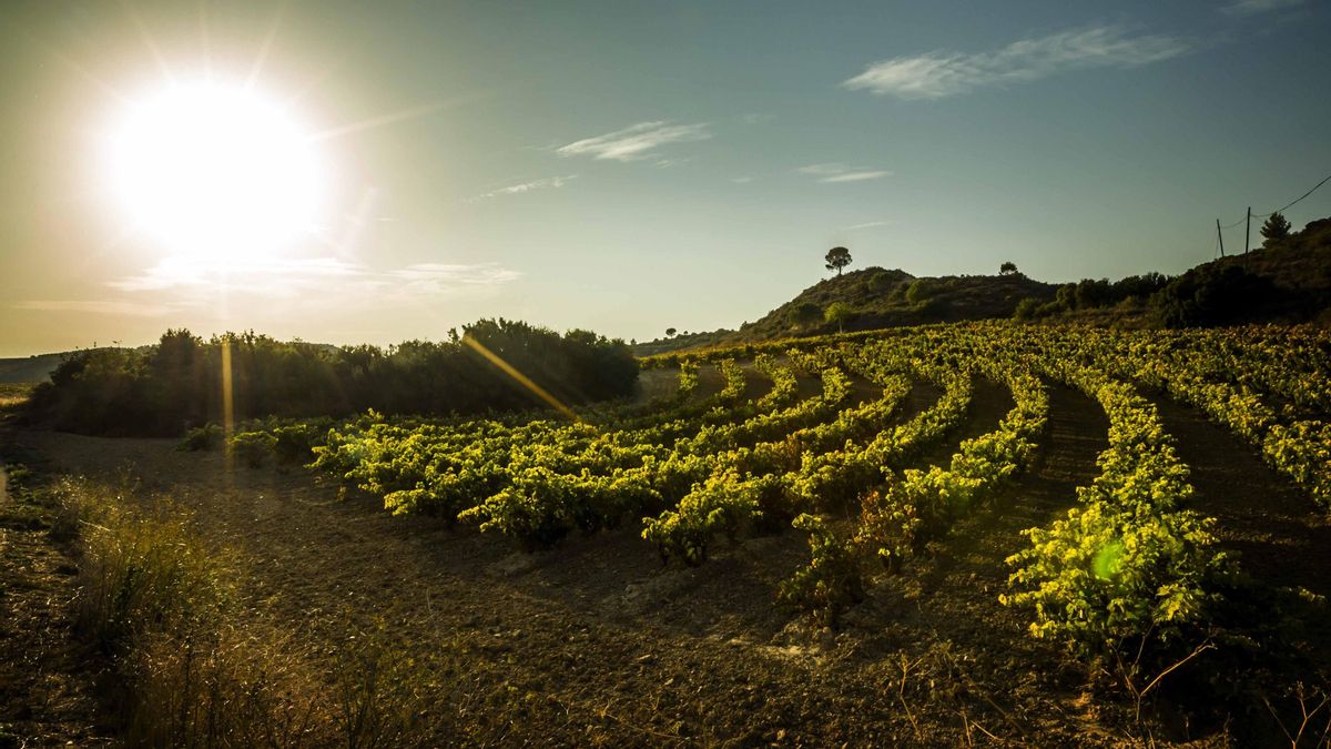 Archivo - Viña de Rioja