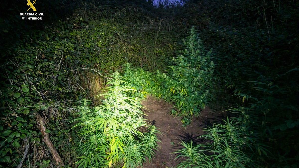 Dos agentes fuera de servicio descubren un cultivo de marihuana en Robres del Castillo mientras paseaban