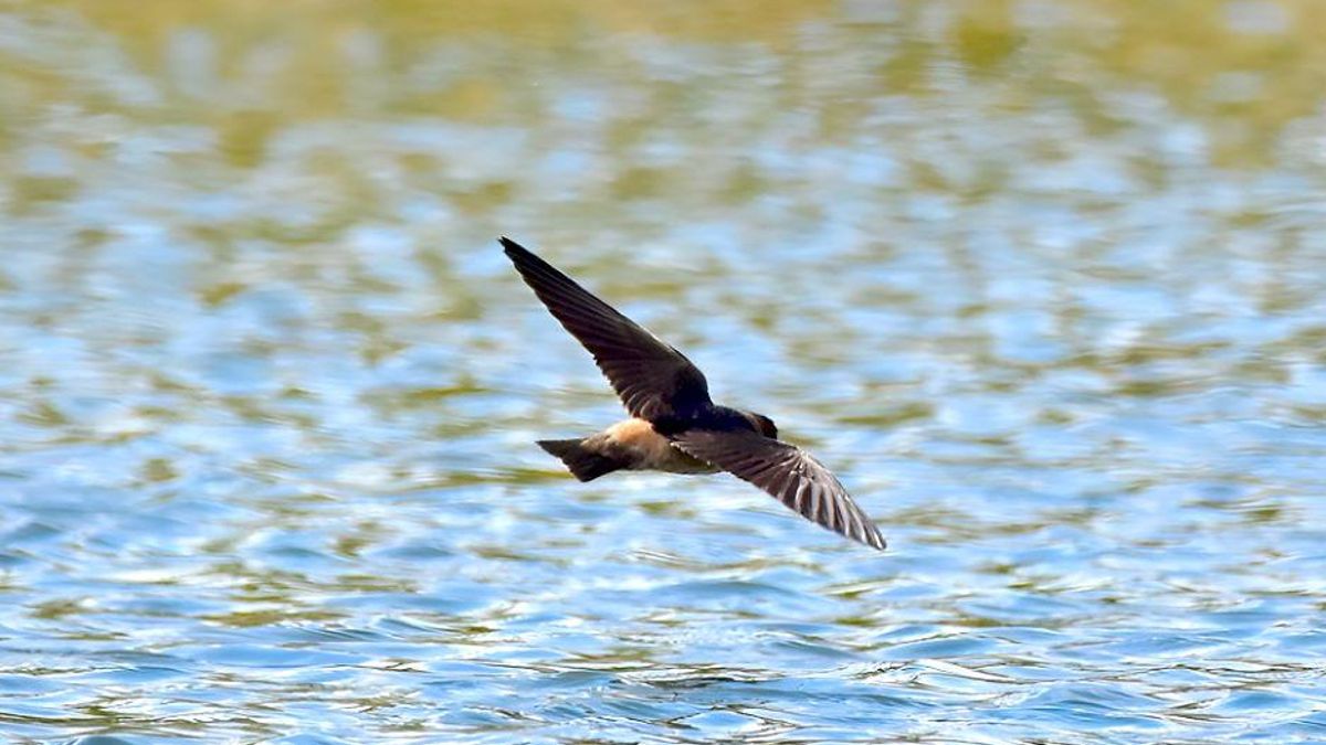 Golondrina risquera (Petrochelidon pyrrhonota) en vuelo. Foto: cortesía Carlos Adrián Ceceña