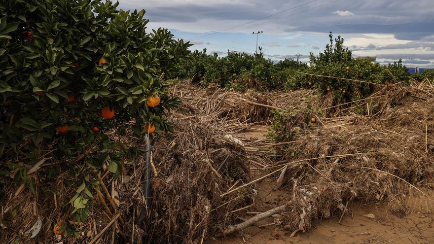 Consulta la última lista de agricultores y ganaderos beneficiarios de ayudas por la dana que afectó a Letur y Mira