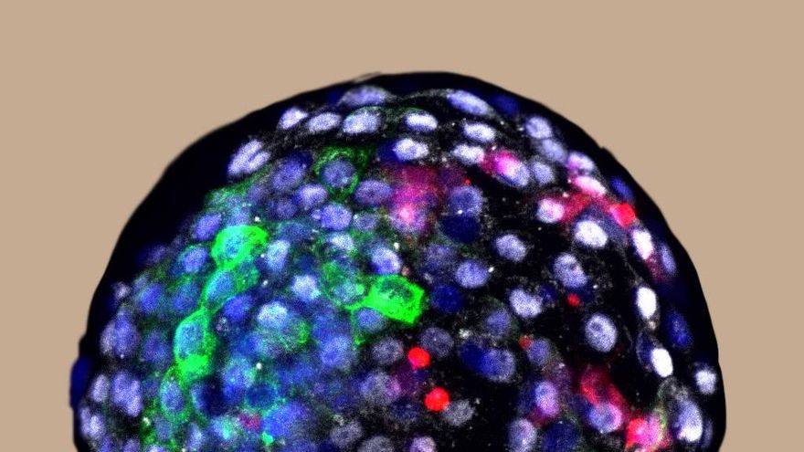 Un equipo internacional liderado por el español Juan Carlos Izpisúa genera embriones quiméricos humano-mono