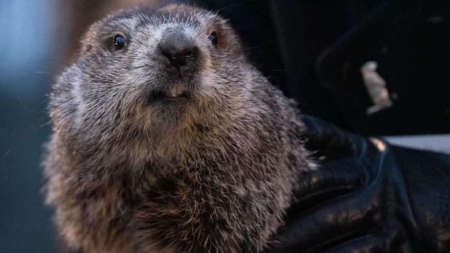 La marmota Phil prevé un invierno largo, pero ¿qué roedor es el que más acierta en sus pronósticos sobre el tiempo?