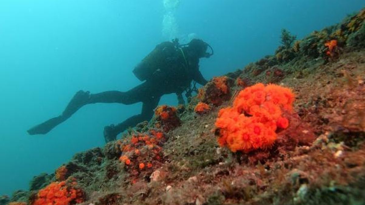 Conservación de corales naranjas