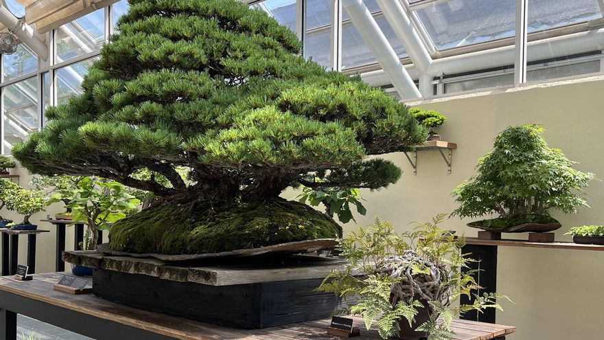 Un roble de 1851 y un bosque diminuto: 100 años de bonsáis del Jardín Botánico de Brooklyn