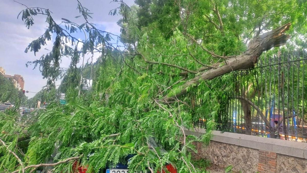 Una rama caída durante la tarde en una de las aceras que rodean el parque del Retiro