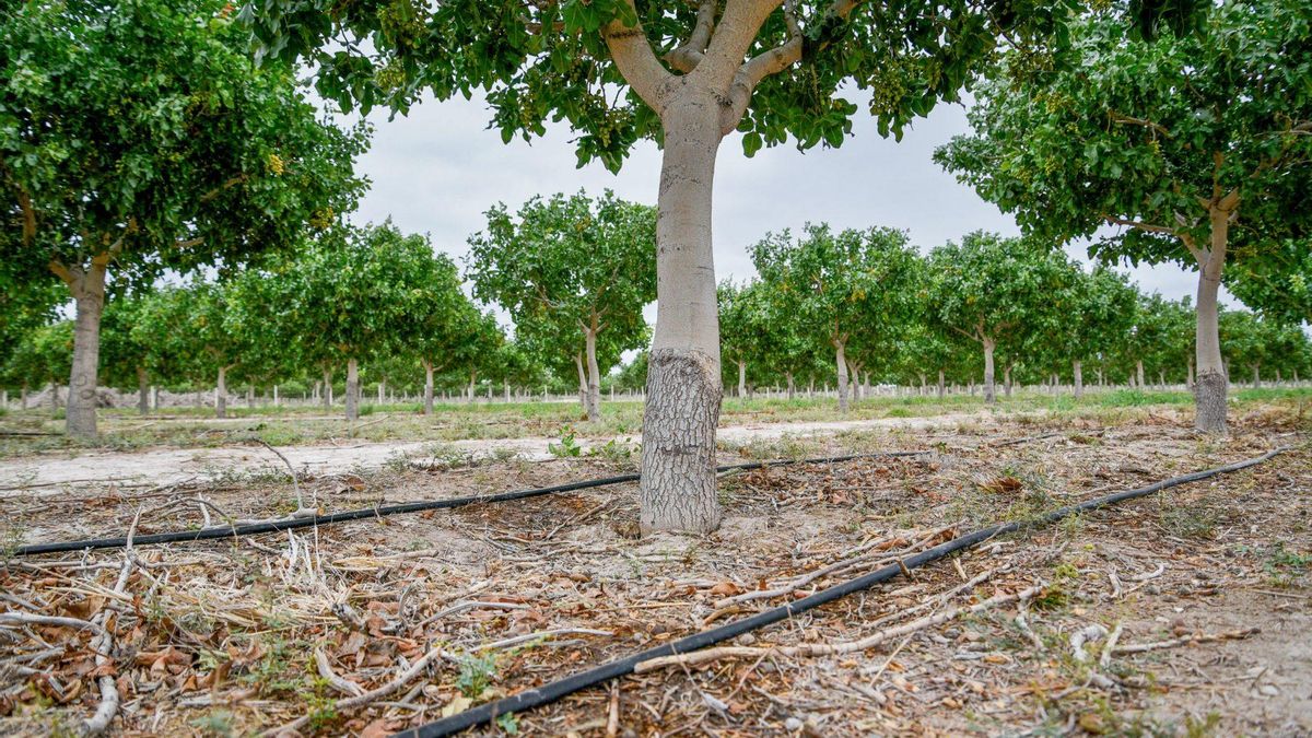 Tubos del sistema de riego por goteo de la finca Pistachos de los Andes. Este método permite ahorrar hasta un 80% en el consumo de agua en comparación con otros métodos de riego.