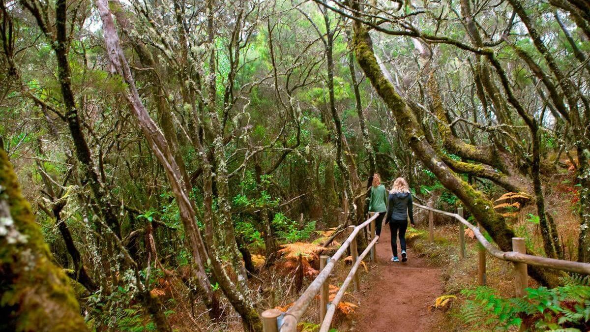 Parque Nacional de Garajonay, en La Gomera.