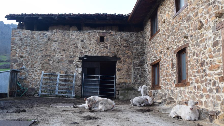 Cantabria espera aprobar la próxima semana las ayudas para los ganaderos por la enfermedad hemorrágica