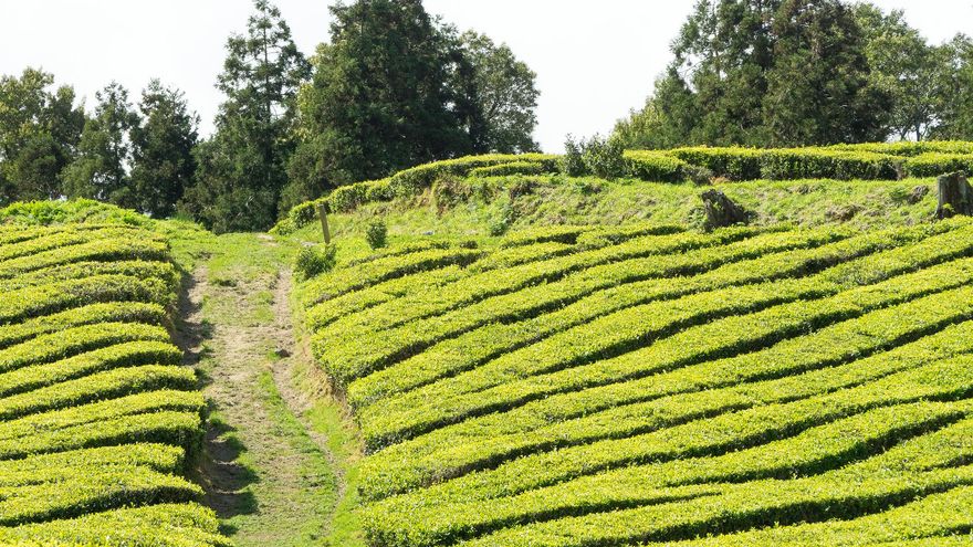 Campos de Té de Gorreana.