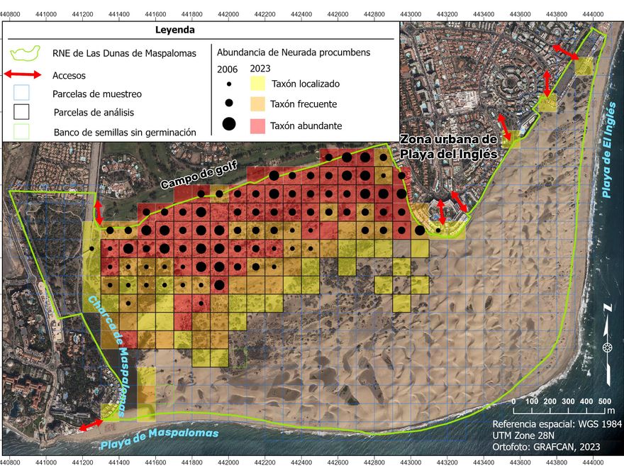 Infografía que representa la distribución de la planta 'Neurada procumbens' en las Dunas de Maspalomas.