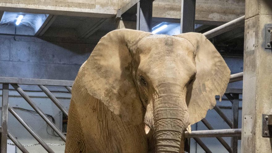 Emoción ante el nacimiento en directo del primer elefante en BIOPARC Valencia