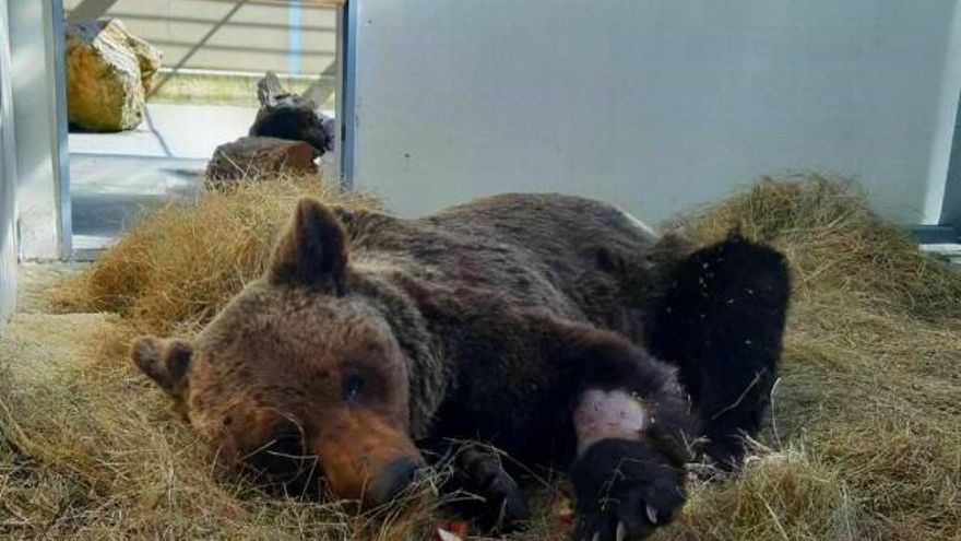El oso rescatado es incapaz de mover las extremidades posteriores, que tiene insensibles.